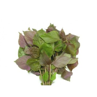 1g Hạt giống Tía tô