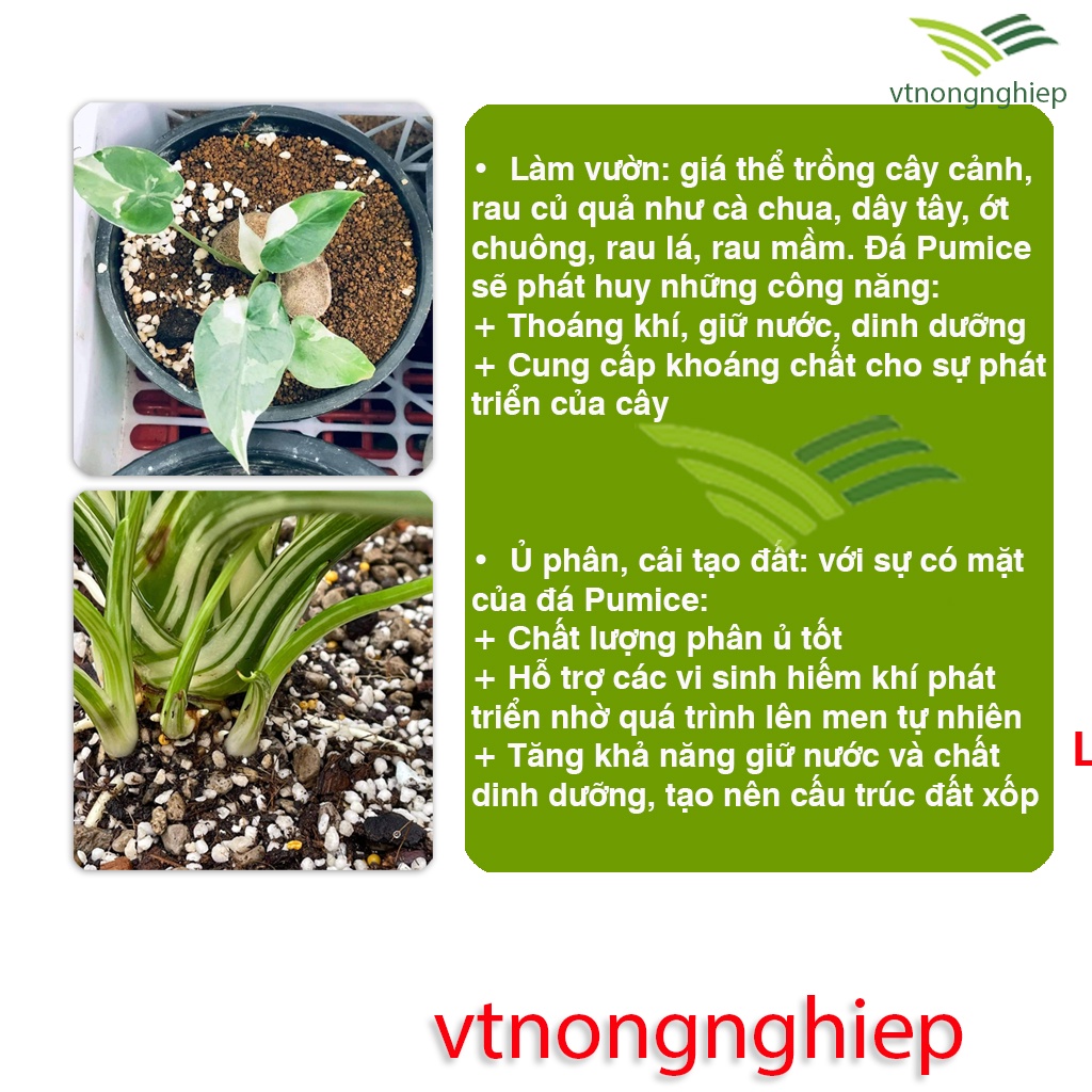 Đá Pumice Indonesia Premium, gói 500g, Size 1-2cm, 5-8mm, 3-6mm, trộn đất trồng sen đá, xương rồng, hoa hồng, kiểng lá