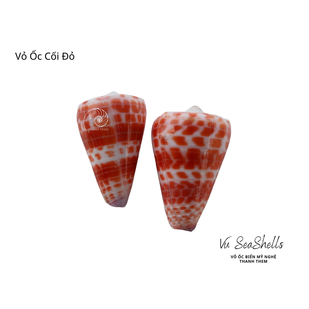 Vỏ Ốc Cối Nhỏ, Set 2 Vỏ Ốc Màu Đỏ Tự Nhiên