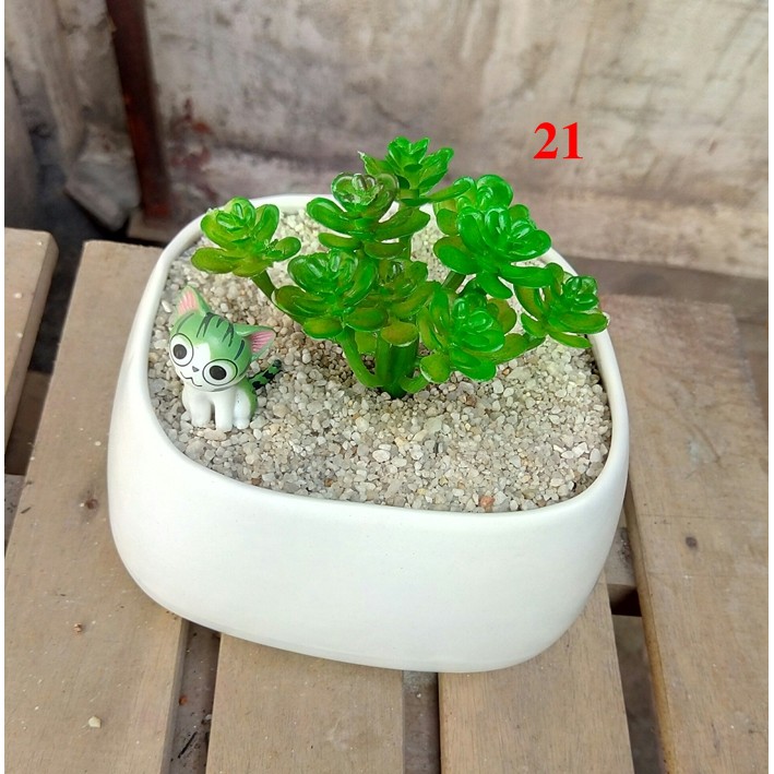 Cây hoa nhựa: mẫu sedum vảy ốc xanh