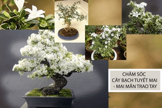Cây bạch tuyết mai đang hoa