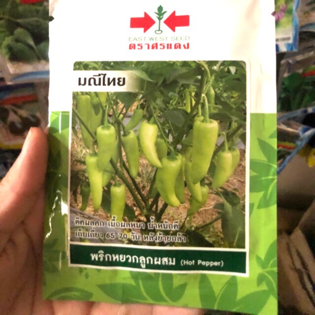 HẠT GIỐNG ỚT ĐÙI GÀ THÁI LAN