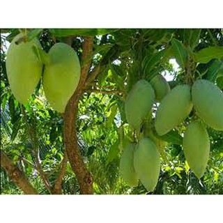 Cây giống xoài keo