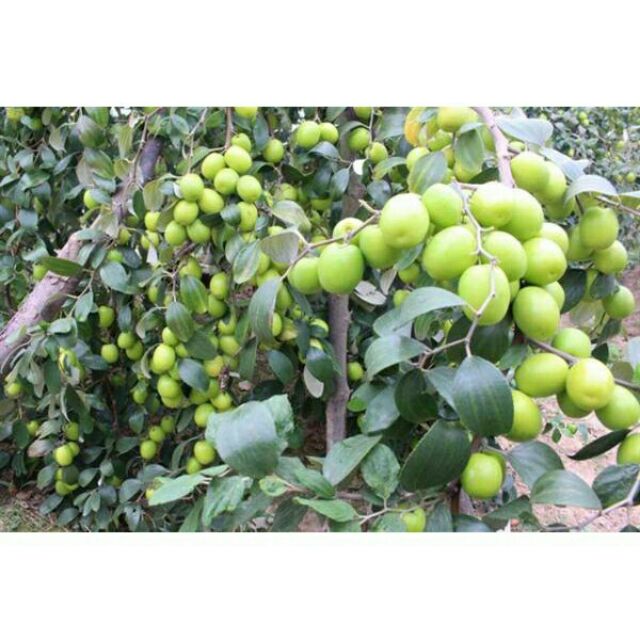 Compo 2 Cây giống táo đại quả to