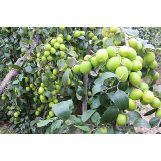 Compo 2 Cây giống táo đại