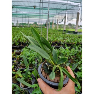 Hoa lan thiên thần lửa