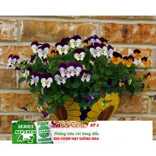 Hạt Giống Hoa Pansy Tím /Hoa Cánh Bướm Tím 50 HẠT ĐẾN MÙA TRỒNG TẾT