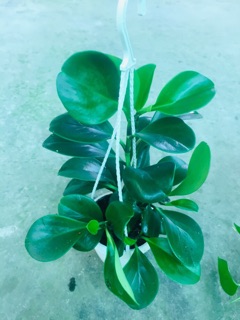 TRƯỜNG SINH XANH CHẬU TREO MINI