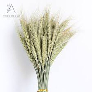 lúa mạch khô ( hoa thật sấy khô) decor, trang trí