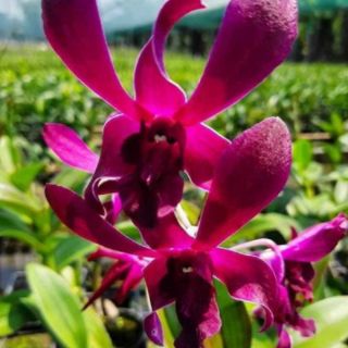 Denro nắng Bigred