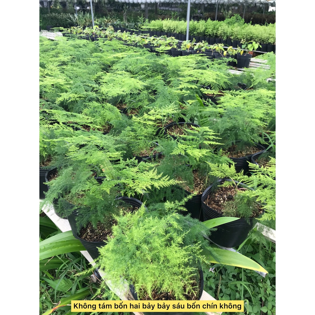 Cây thủy tùng- cây công trình- cây phong thủy- cây sân vườn- caykiengsadec