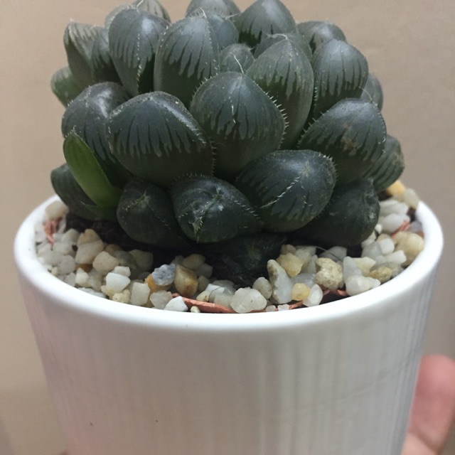 Sen đá kim cương