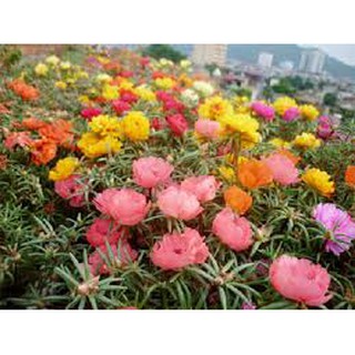 Hạt giống hoa mười giờ mỹ mix
