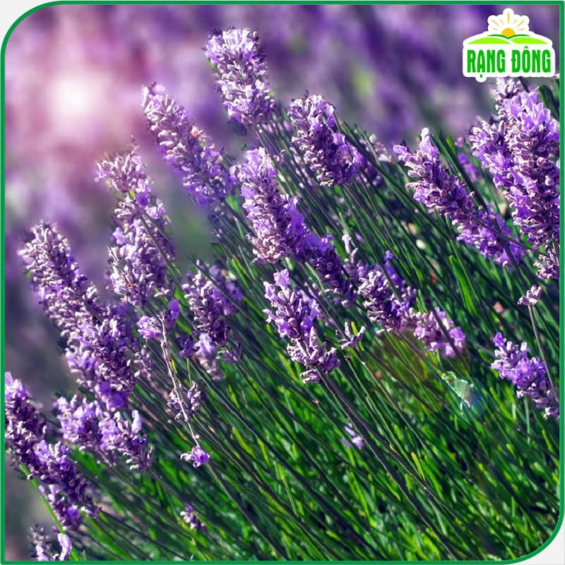 Hạt Giống Hoa Oải Hương (Hoa Lavender) Cắt Cành hoặc Trồng Chậu