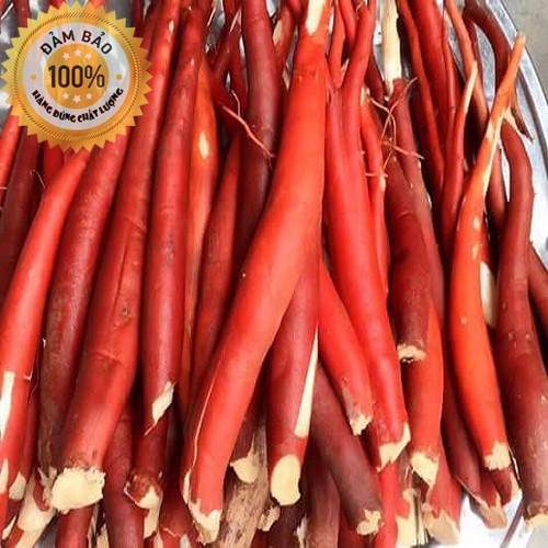 Sâm cau đỏ - Rừng Tây bắc | BigBuy360 - bigbuy360.vn