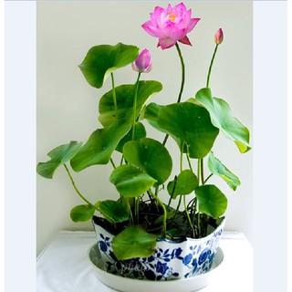 15 Hạt giống sen mini nhật mix màu