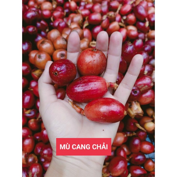 Thảo quả Tây Bắc, thảo quả đỏ loại tươi túi 1kg