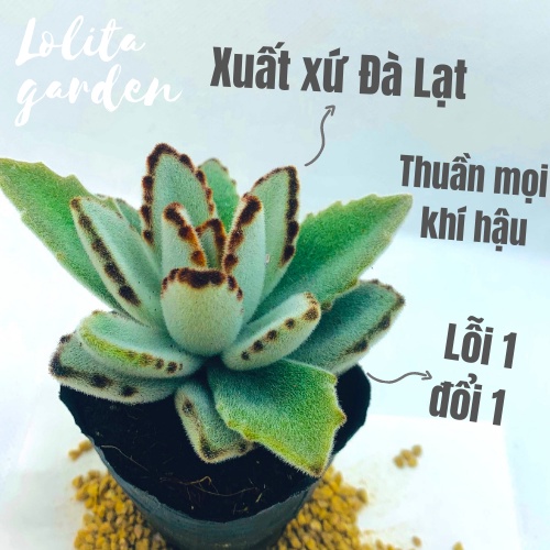 Sen đá nhung lông Đà Lạt size bé cây cảnh trang trí nhà cửa Lolita garden