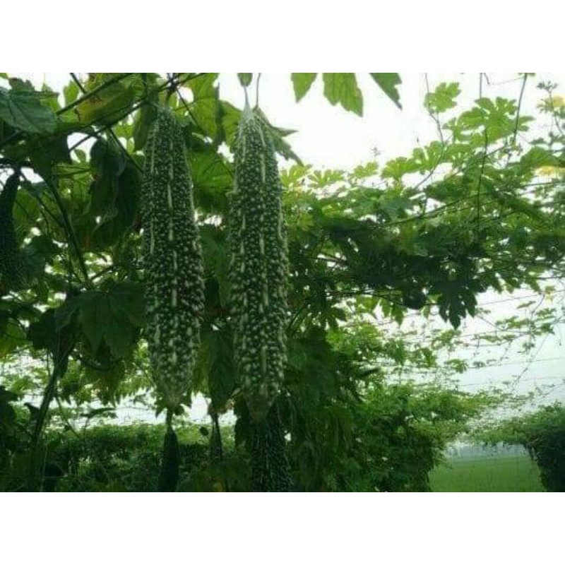 Hạt giống khổ qua, mướp đắng xanh đậm trái dài TN 10 hạt