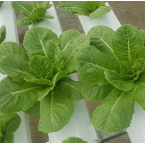 Hạt giống xà lách romaine xanh Nhập Khẩu Nguyên bao bì