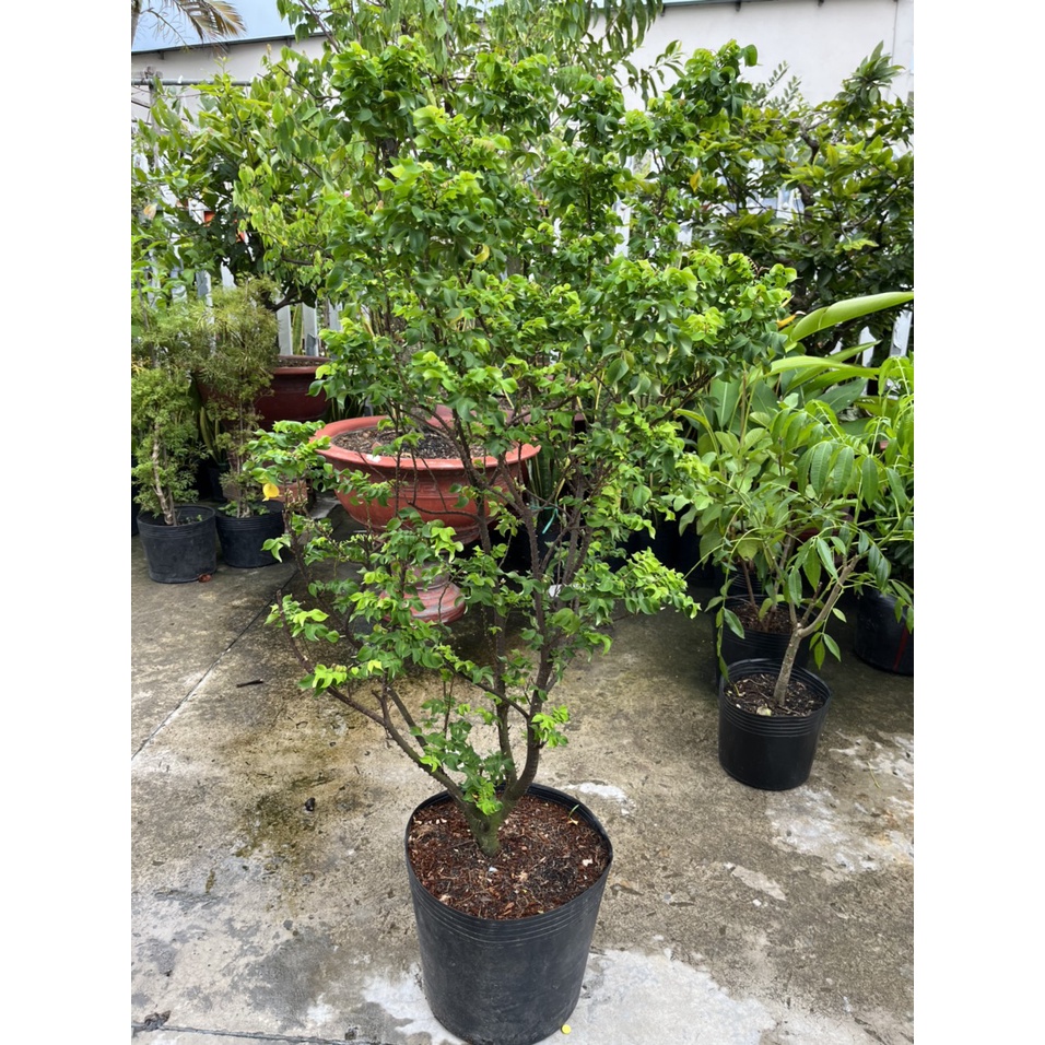 Cây Khế Mỹ cho trái to, vành xoắn, cây mới lạ, trái sai, dễ chăm sóc