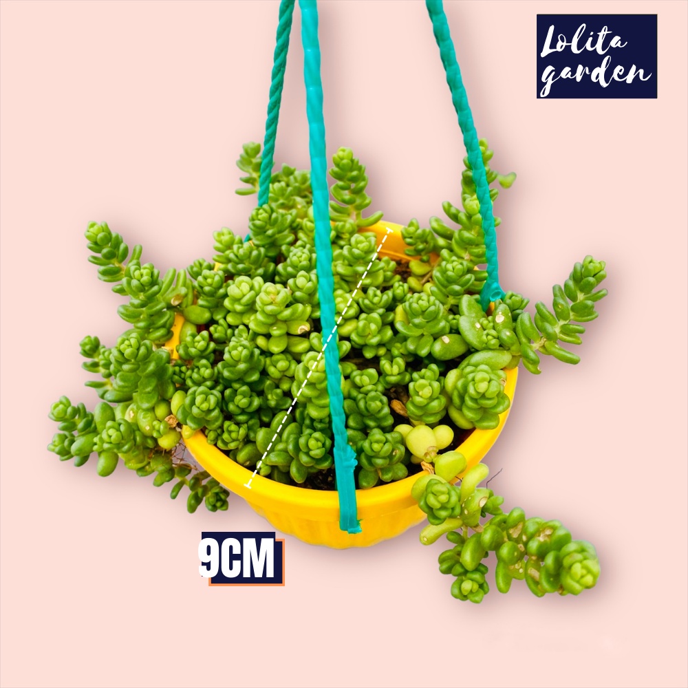 Sen đá sedum kẹo chậu treo Đà Lạt size 9cm cây cảnh trang trí nhà cửa Lolita garden