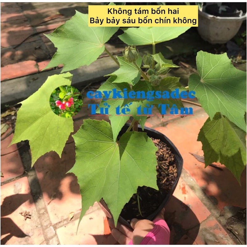 Caykiengsadec Cây giống hoa Phù dung + tặng phân bón-trang trí nội thất cảnh quan sân vườn ngoài trời - hoa kiểng lá