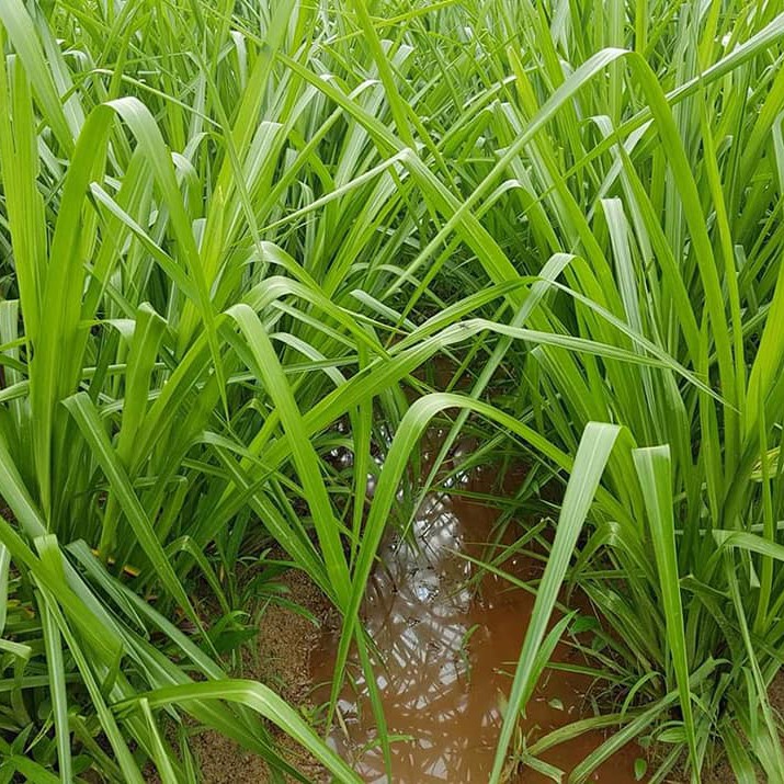 Cỏ Paspalum  - Giống Cỏ Chăn Nuôi Chịu Ngập Úng Nước
