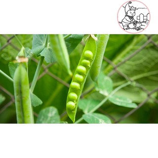 HẠT ĐẬU HÀ LAN - GÓI 20 GRAM