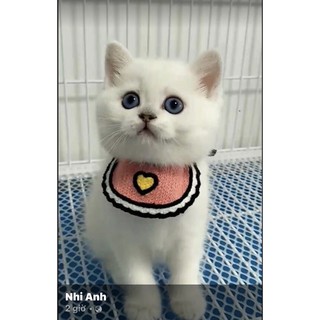 YẾM Chó mèo cute😻😻😍