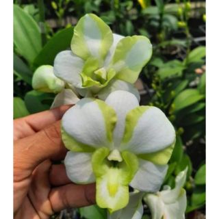 Hoa lan denro lai cát  ( cattleya)