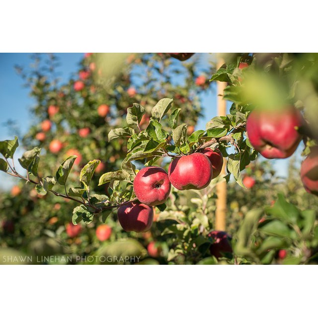 Detox Trà Táo/ Bơm Mỹ Thái Lát Sấy Lạnh - Trọng Lượng 500 gram