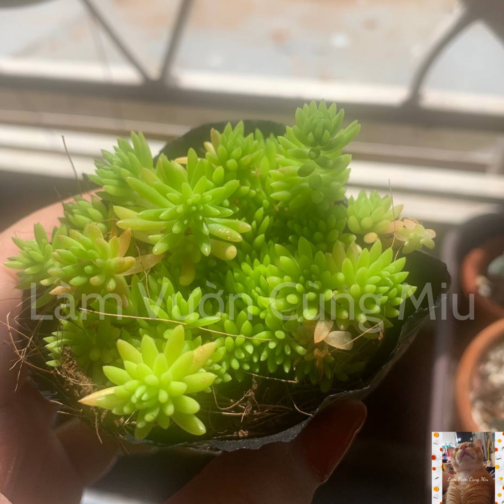 Sen Đá Sedum Cọ  Size Bầu