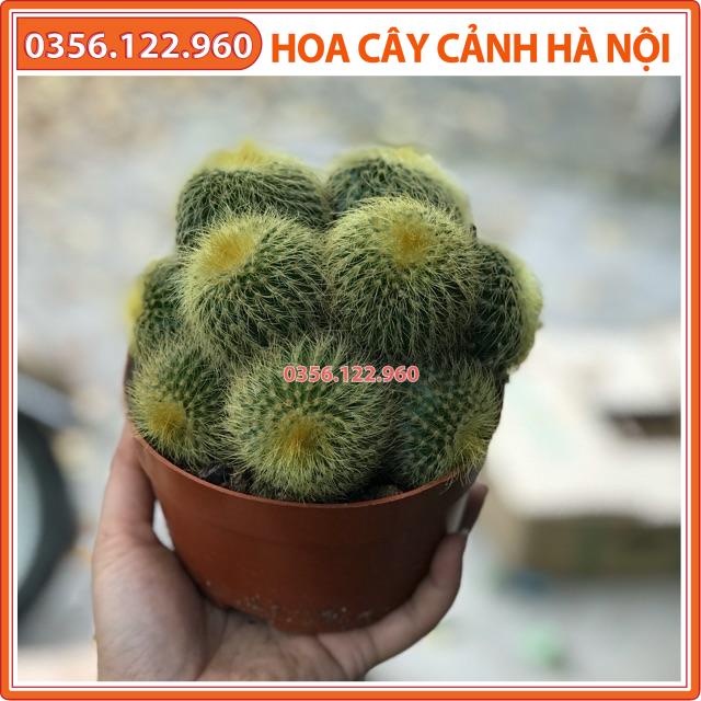 Bụi xương rồng len bụi to