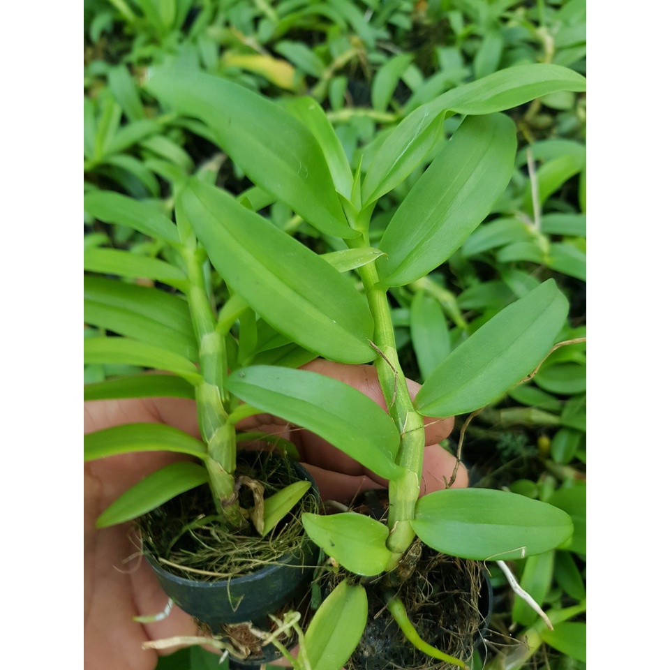 Chậu năm cánh trắng ho f10 1 chậu nhiều mầm