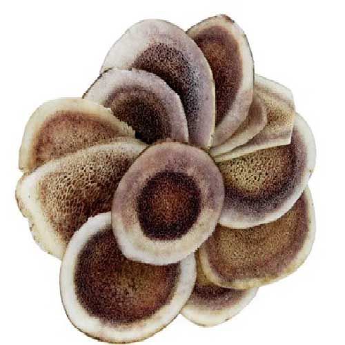 100gr Lộc Nhung Khô