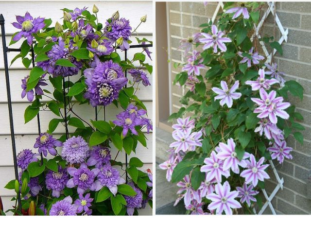 CỦ  HOA LEO ÔNG LÃO ĐÃ CÓ MẦM