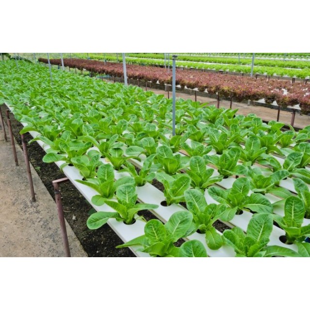 Bộ 2 chai dung dịch dinh dưỡng thủy canh cho rau ăn lá và quả HYDRO UMAT V và F Phu Nong seeds 1LíT