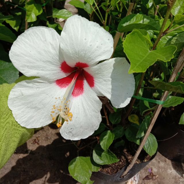 Cây 🌲 Bụp thái trắng đang hoa