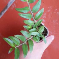 PHI ĐIỆP RỒNG LỬA ( Cây Giống )