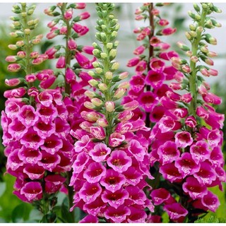 Hạt giống hoa Mao địa hoàng mix màu F1