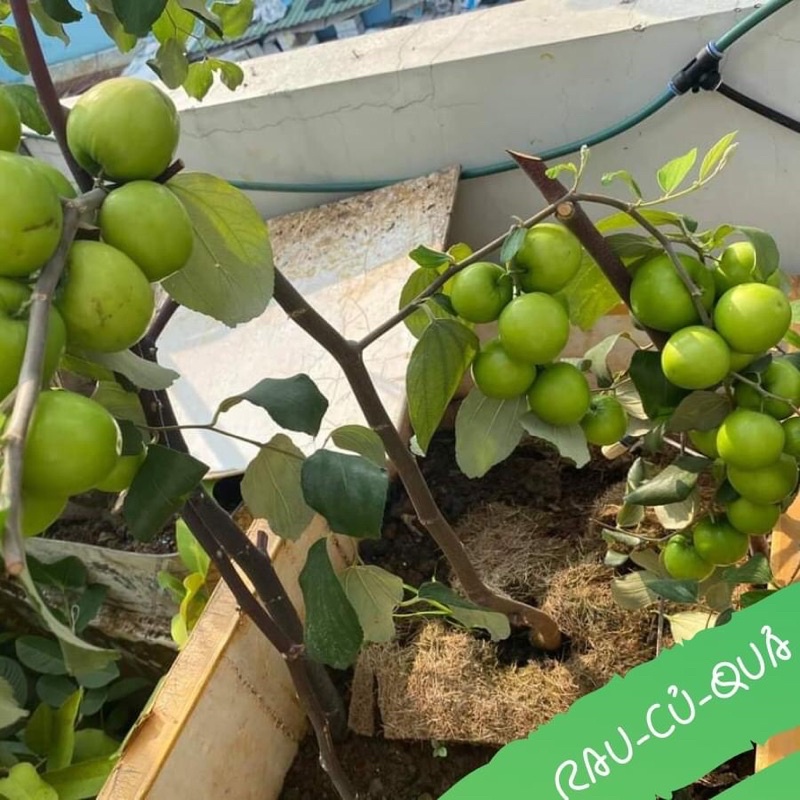 PHÂN TRÙN QUẾ VIÊN NÉN TAN CHẬM SFARM GÓI 1kg, Phân Bón hữu cơ chuyên lan và cây kiểng