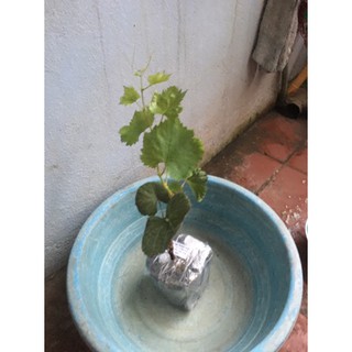Cây Nho Mẫu Đơn Nhật ( giống đã thuần )