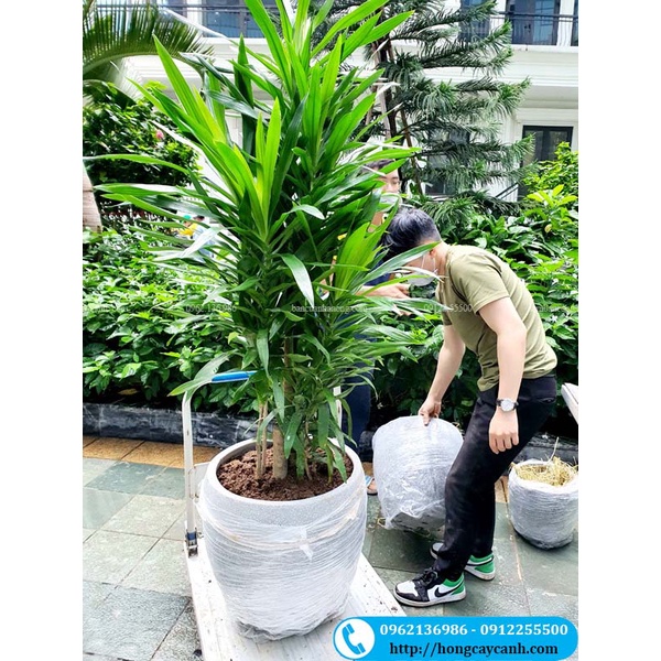 Chậu đá mài tròn trứng cao