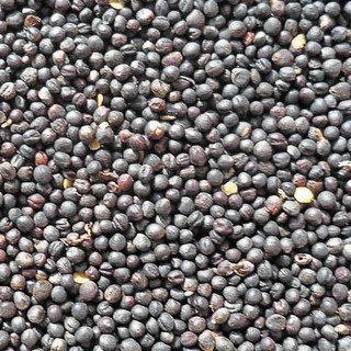 HẠT GIỐNG RAU MẦM CẢI TÍM MALADY 20G