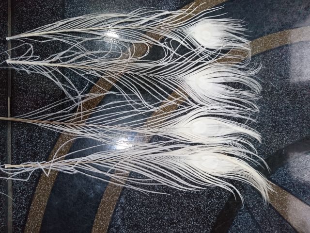 Combo 12 Lông công tự nhiên | BigBuy360 - bigbuy360.vn