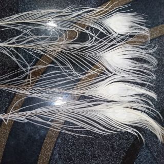 Combo 12 Lông công tự nhiên