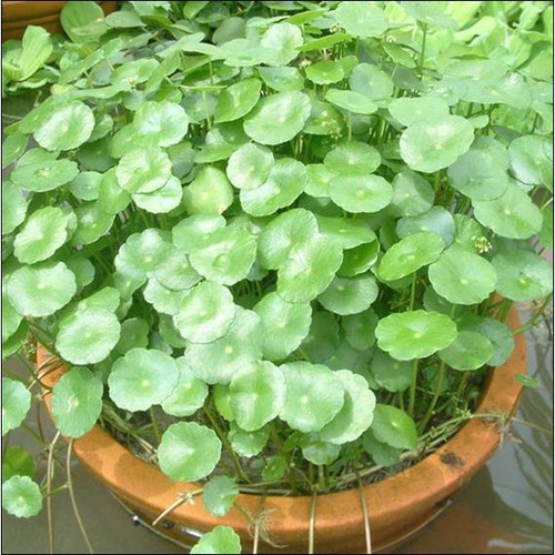 Hạt giống rau má lá to rado 157