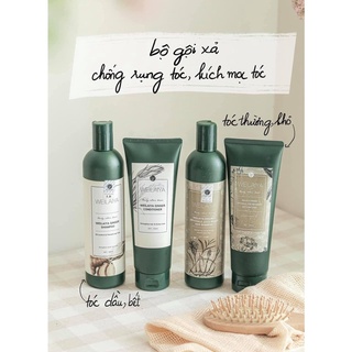 Bộ gội xả Gừng WEILAIYA GINGER
