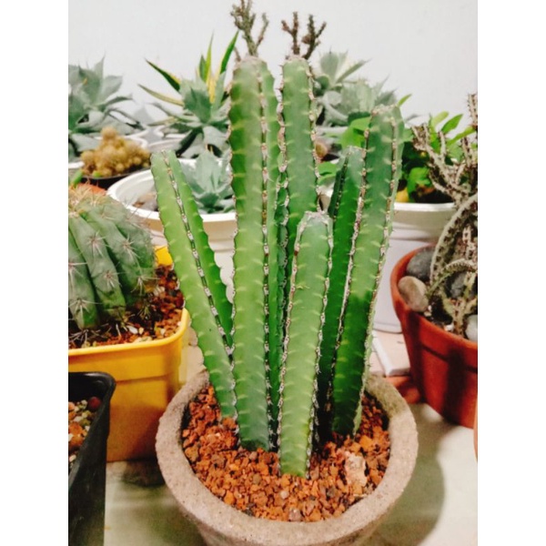 Xương rồng Euphorbia